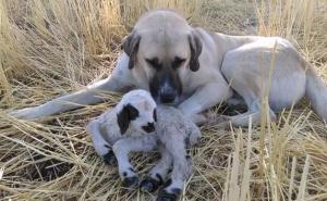 Neobično prijateljstvo: Pas cijelu noć probdio uz jagnje kako ne bi uginulo