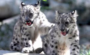 Stručnjaci proširuju popis ugroženih vrsta: Čimpanze, lavovi, leopardi