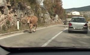 Vozači strepe zbog krivina: U Hercegovini stoka izazvala 12 saobraćajnih nesreća 