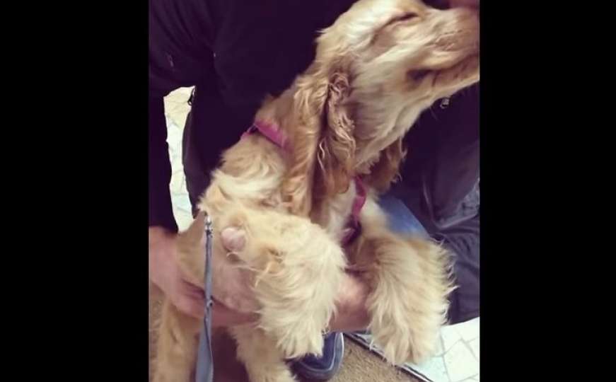 Umiljata Layla: Pas koji se smije dok ga maze osvojio društvene mreže