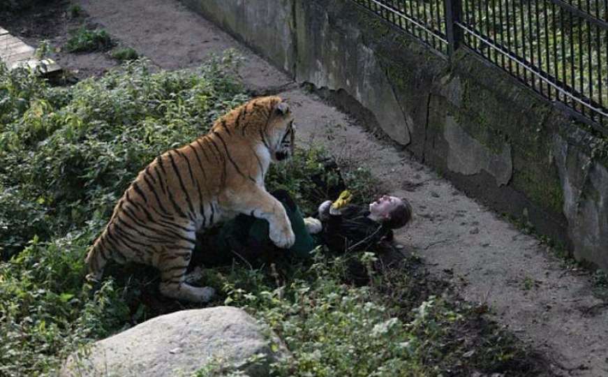 Jezive scene: Radnica zoološkog vrta se borila s tigrom, posjetioci joj pomogli 