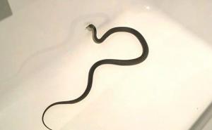 Prizori strave: Smrtonosnu zmiju primjetio u svom kupatilu