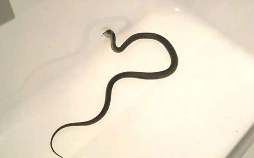 Prizori strave: Smrtonosnu zmiju primjetio u svom kupatilu