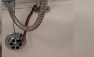 Stravičan prizor: Zmija izašla kroz odvod u kadi dok se čovjek tuširao