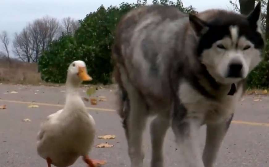 Pas i patka postali nerazdvojni prijatelji