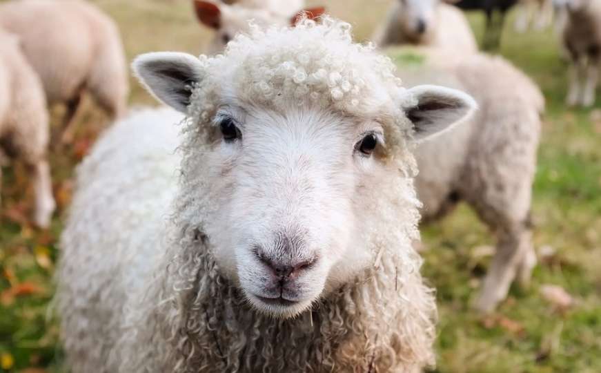 Ovce mogu prepoznati ljudska lica s fotografija