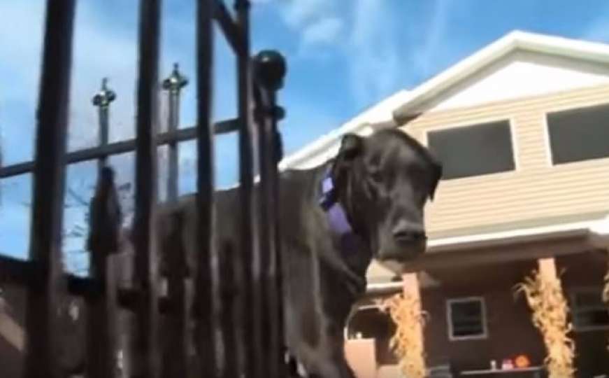 Upoznajte Bentleyja, novog najvećeg psa na svijetu 