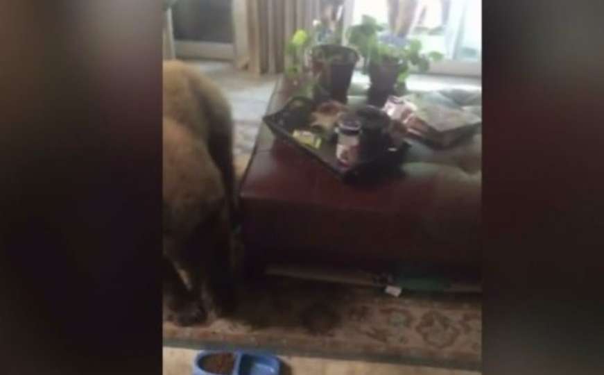 Medvjedići upali u kuću kako bi ukrali hranu za mačke