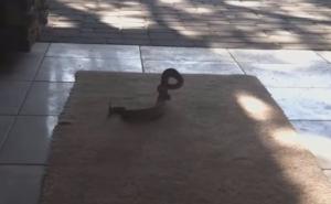 Opasna zmija zarobila agenta za nekretnine u sred kuće