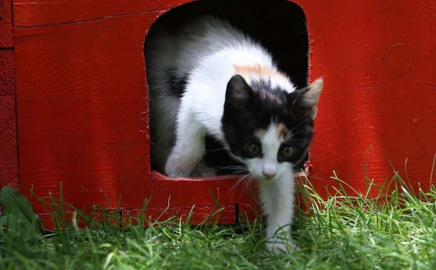 Britanska policija traga za ubicom 358 životinja, većinom mačaka
