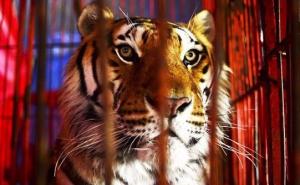  Irska zabranjuje korištenje divljih životinja u cirkusima