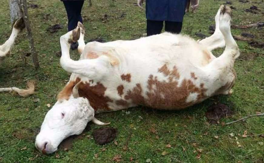 Nakon prijetnji smrću: Bošnjačkom povratniku otrovane tri krave