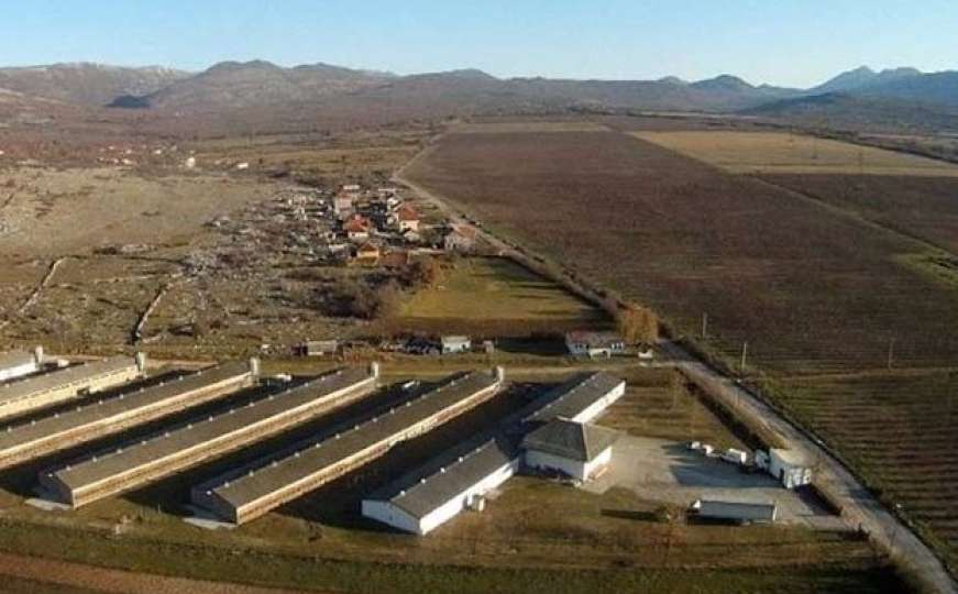 U BiH otvorena prva fabrika za preradu bijelog luka na Balkanu