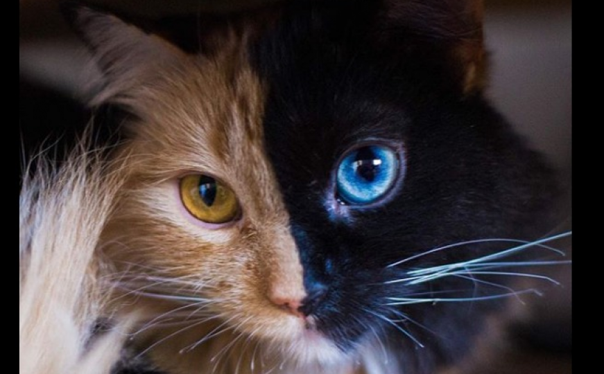 Zvijezda Instagrama: Prelijepa mačka s dva lica očarala svijet