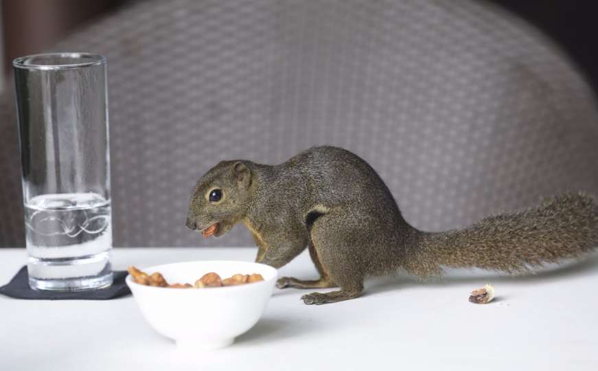 Razigrana vjeverica krade gostima hranu u hotelu