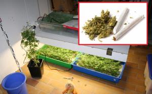 Za i protiv legalizacije kanabisa u BiH: Hoće li se moći slobodno kupovati