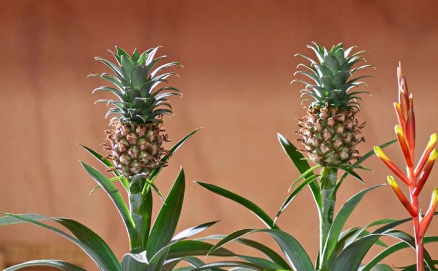 NASA provela istraživanje: Ananas u sobi zaustavlja hrkanje i čisti zrak
