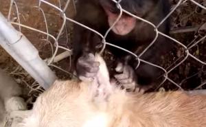 Nevjerovatan prizor: Majmun češkao psa kroz ogradu kaveza