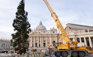 Božićno drvo koje je preživjelo udar groma stiglo u Vatikan