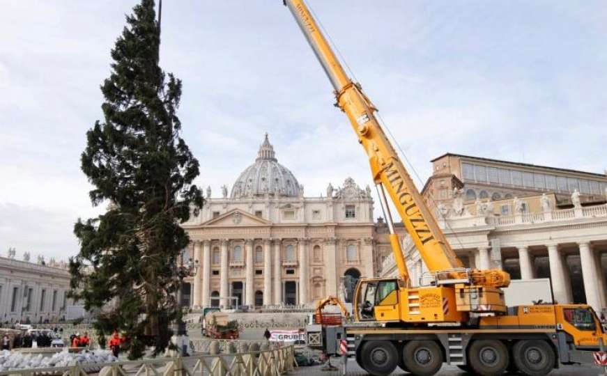 Božićno drvo koje je preživjelo udar groma stiglo u Vatikan