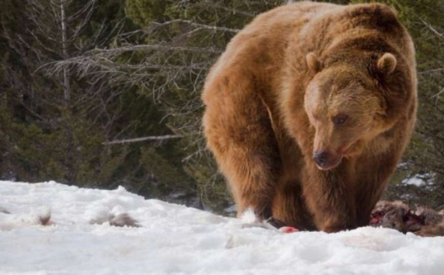 Sibir: Lovac tvrdi da mu je dvije puške ukrao medvjed