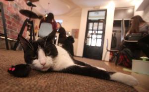 Samo za ljubitelje mačaka: U Zagrebu otvoren prvi Cat Caffe