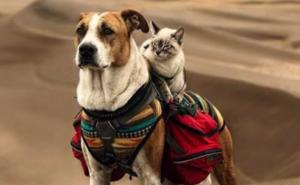 Veseli avanturisti: Pas i mačka zajedno putuju i zagrljeni spavaju 