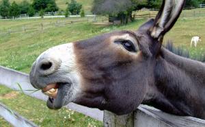 Magarci završili u zatvoru zbog uništavanja vrijednih biljaka