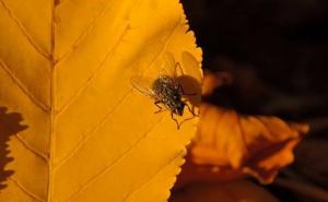 Naučnici otkrivaju treba li jesti hranu na koju je sletjela muha 