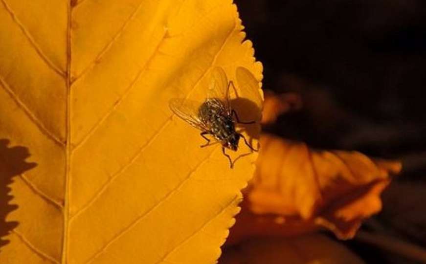 Naučnici otkrivaju treba li jesti hranu na koju je sletjela muha 