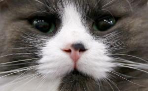 Predstavljeno nekoliko desetina vrsta: Izložba mačaka u Moskvi