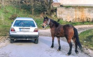 Aleksandar Trifunović: Žao mi konja