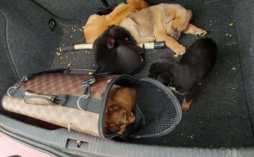 Banjalučanin zaradio prijavu: Ilegalno vozio devet štenaca u Berlin