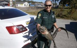 Policija uklonila aligatora iz javnog bazena
