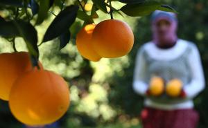 Slatke narandže iz Finikea se tope u ustima