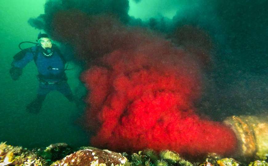 Zastrašujuće onečišćenje: Krv iz otpadnih voda završava u moru