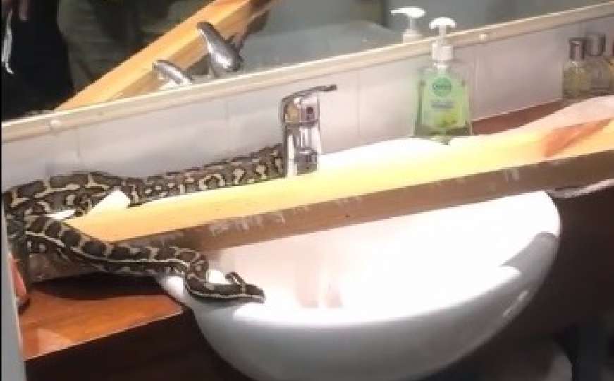 Veliku zmiju pronašao kako gmiže u kupatilu porodične kuće