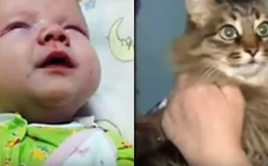 Čupavi heroj: Mačka lutalica spasila život napuštenoj bebi