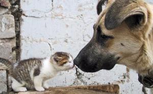 Tajne životinjskog svijeta: Naučnici otkrili jesu li psi pametniji od mačaka