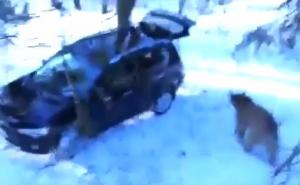 Igra ili stvarnost: Medvjed u šumi napao lovce i ukrao im džip