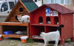 Briga za životinje: U zimskim danima 1.000 kuća za mačke i pse bez vlasnika