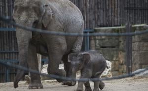 Slonče Arun glavna atrakcija zoološkog vrta u Budimpešti