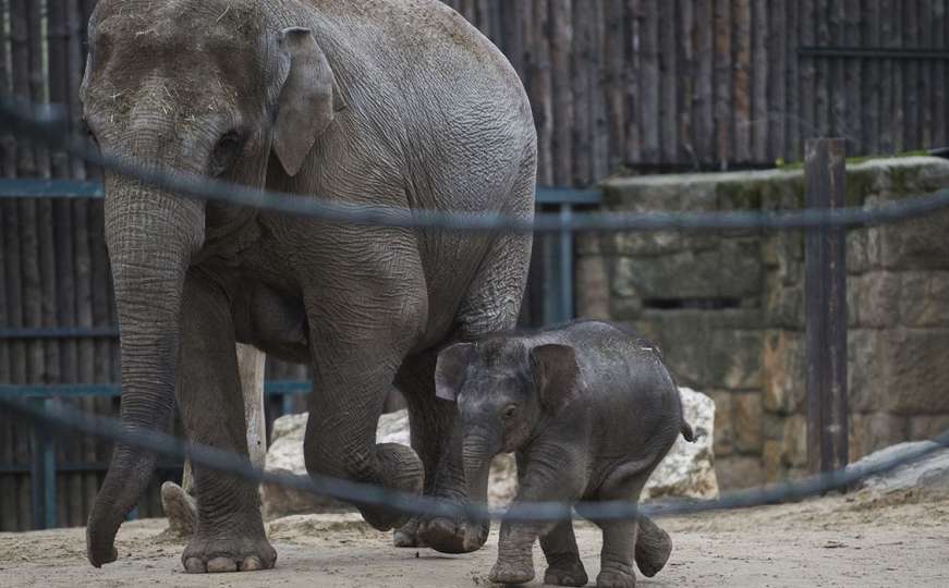 Slonče Arun glavna atrakcija zoološkog vrta u Budimpešti