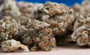 Svjetska zdravstvena organizacija potvrdila da medicinska marihuana nije štetna