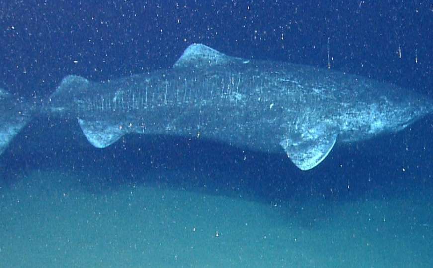 Pronađen morski pas star 512 godina