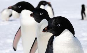 Na Novom Zelandu pronašli fosil pingvina veličine čovjeka