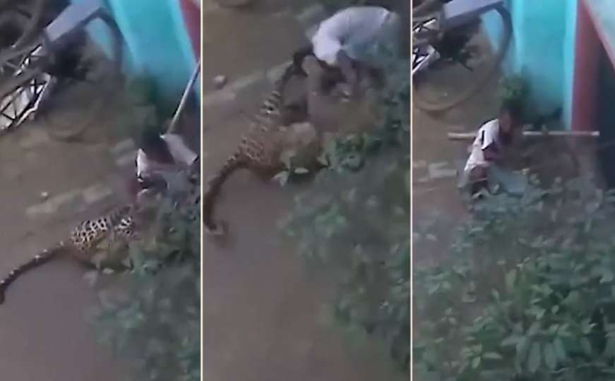 Uznemirujući snimak: Leopard napao ljude, borili se s njim golim rukama