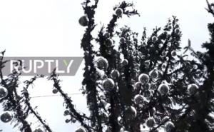 Božićno drvce "Šugavko" ima više pratitelja nego grančica