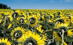 Naučnici konačno otkrili zašto suncokreti prate Sunce