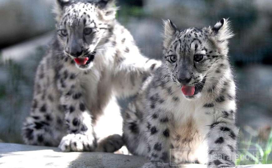 Snježni leopardi prvi put snimljeni u istočnom Tibetu